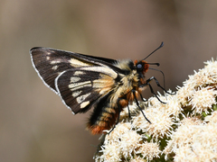 Metardaris cosinga
