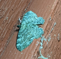 Rheumaptera meadii