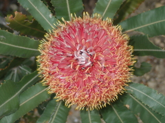 Banksia menziesii