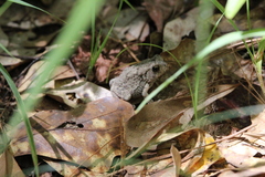 Anaxyrus fowleri