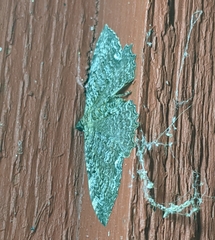 Rheumaptera meadii