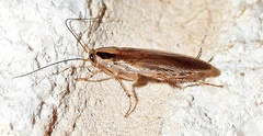 Blattella