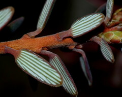 Acrothamnus colensoi