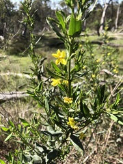 Goodenia ovata