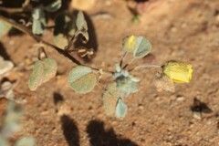 Abutilon halophilum