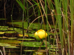 Nuphar variegata