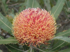 Banksia menziesii