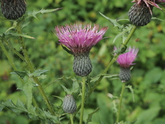 Cirsium muticum