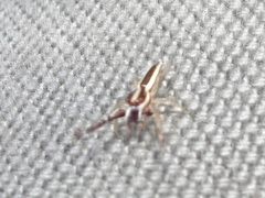Hentzia grenada