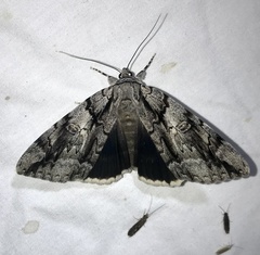 Catocala vidua