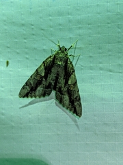 Catocala flebilis