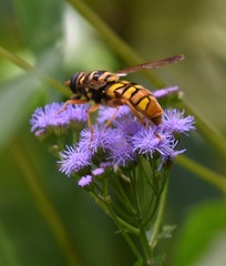 Milesia virginiensis