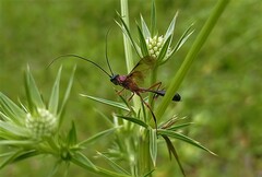 Pelecinus thoracicus