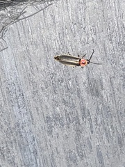 Photinus pyralis