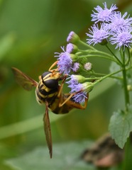 Milesia virginiensis