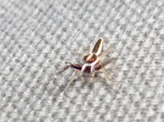 Hentzia grenada