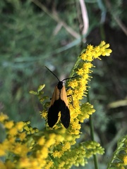 Lycomorpha pholus