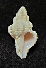 Calotrophon ostrearum