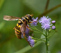 Milesia virginiensis