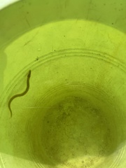 Anguilla rostrata