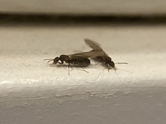 Formicinae