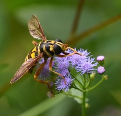 Milesia virginiensis