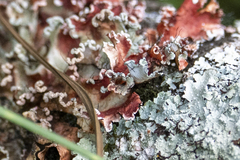 Parmotrema hypotropum