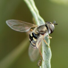 Eupeodes volucris
