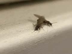 Formicinae