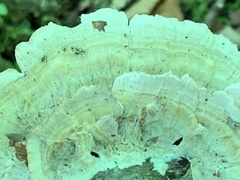 Trametes pubescens