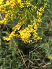 Lycomorpha pholus