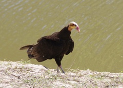 Cathartes burrovianus