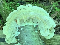 Trametes pubescens