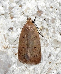 Inga obscuromaculella