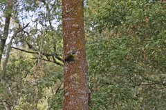 Eopsaltria australis