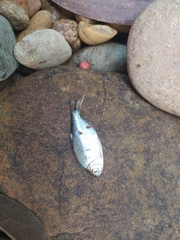 Characiformes