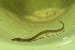 Anguilla rostrata