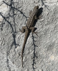Sceloporus cowlesi