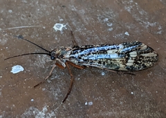 Clistoronia magnifica