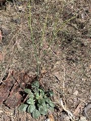 Eriogonum deflexum