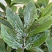 Peony Powdery Mildew - Photo (c) Mark Richman, some rights reserved (CC BY), uploaded by Mark Richman