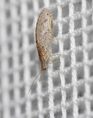 Micromus tasmaniae