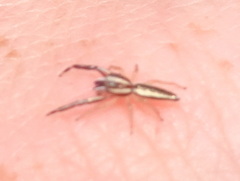 Hentzia grenada