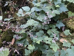 Tiarella trifoliata