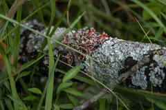 Parmotrema hypotropum