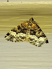 Euphyia intermediata