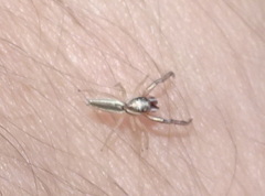 Hentzia grenada