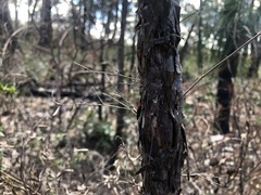 Leptospermum trinervium