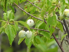 Prunus americana