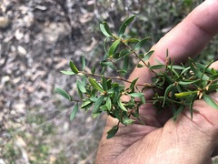 Leptospermum trinervium